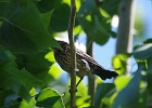 Rick Swartzentrover  Red-winged Blackbird (female)