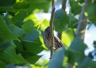 Rick Swartzentrover  Red-winged Blackbird (female)