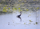 Rick Swartzentrover  Great Blue Heron