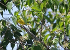 Rick Swartzentrover  Yellow Warbler (male)