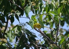 Rick Swartzentrover  Yellow Warbler (male)