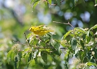 Rick Swartzentrover  Yellow Warbler (male)