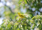 Rick Swartzentrover  Yellow Warbler (male)