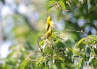 Rick Swartzentrover  Yellow Warbler (male)