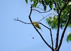 Rick Swartzentrover  Yellow Warbler (male)