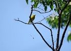 Rick Swartzentrover  Yellow Warbler (male)