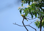 Rick Swartzentrover  Yellow Warbler (male)