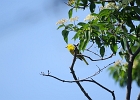 Rick Swartzentrover  Yellow Warbler (male)