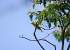 Rick Swartzentrover  Yellow Warbler (male)