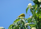 Rick Swartzentrover  Yellow Warbler (male)