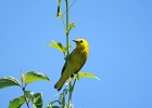 Rick Swartzentrover  Yellow Warbler (male)