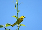 Rick Swartzentrover  Yellow Warbler (male)