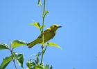 Rick Swartzentrover  Yellow Warbler (male)