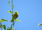 Rick Swartzentrover  Yellow Warbler (male)