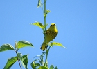 Rick Swartzentrover  Yellow Warbler (male)