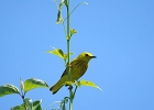 Rick Swartzentrover  Yellow Warbler (male)
