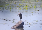 Rick Swartzentrover  Great Blue Heron