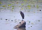 Rick Swartzentrover  Great Blue Heron