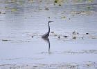 Rick Swartzentrover  Great Blue Heron