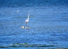 Rick Swartzentrover  Great Blue Heron