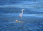 Rick Swartzentrover  Great Blue Heron