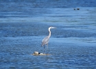 Rick Swartzentrover  Great Blue Heron