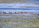 Rick Swartzentrover  Mallard (female) &#38; Ducklings