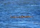 Rick Swartzentrover  Mallard (female) &#38; Ducklings