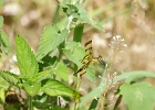 Rick Swartzentrover  Halloween Pennant Dragonfly