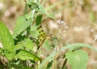 Rick Swartzentrover  Halloween Pennant Dragonfly