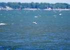 Rick Swartzentrover  Foster&#39;s Tern (female)
