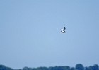 Rick Swartzentrover  Foster&#39;s Tern (female)