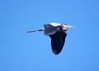 Rick Swartzentrover  Great Blue Heron