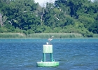Rick Swartzentrover  Great Blue Heron taking the purch from the Foster&#39;s Terns