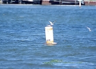 Rick Swartzentrover  Foster&#39;s Terns (male)