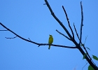 Rick Swartzentrover  Yellow Warbler (male)