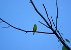 Rick Swartzentrover  Yellow Warbler (male)