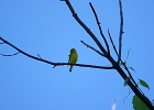 Rick Swartzentrover  Yellow Warbler (male)