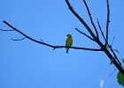 Rick Swartzentrover  Yellow Warbler (male)
