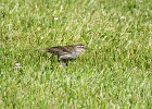 Rick Swartzentrover  Red-winged Blackbird (female)