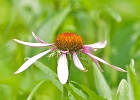 Rick Swartzentrover  Purple Coneflower