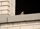 Rick Swartzentrover  House Sparrow (Male)