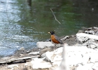 Rick Swartzentrover  American Robin