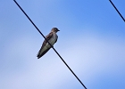 Rick Swartzentrover  Northern Rough-winged Swallow