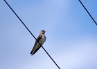 Rick Swartzentrover  Northern Rough-winged Swallow