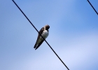 Rick Swartzentrover  Northern Rough-winged Swallow