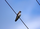 Rick Swartzentrover  Northern Rough-winged Swallow