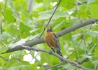 Rick Swartzentrover  American Robin