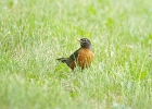 Rick Swartzentrover  American Robin