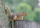 Rick Swartzentrover  Fox Squirrel